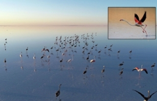 Bakan Kurum'dan Tuz Gölü'ndeki flamingolara...