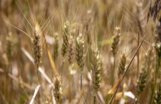 Van Gölü Havzası’ndaki Buğday Çeşitleri Koruma...