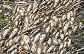 Bakırçay'da binlerce ölü balık kıyıya...