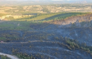 Soma'daki 16 saatlik orman yangınında 60 hektar...