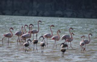 Tuz Gölü'nde sular azaldı, flamingolar Mamasın...