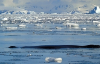 Eriyen Antarktika Buzu 2050’ye Kadar Derin Okyanus...