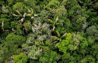 Brezilya Amazon’da Ormansızlaşmayı 2030’a Kadar...