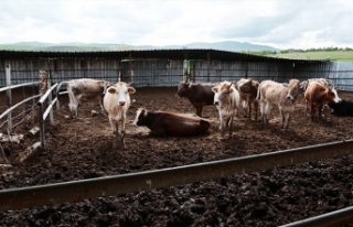 Yozgat'ta canlı hayvan pazarları kapatıldı