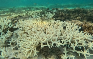 Bilim İnsanları Duyurdu: Mercan Resifleri Dördüncü...