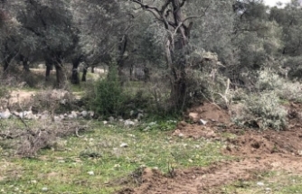 500 Bin Kişi Ölmez Zeytin Ağacı İçin Tek Ses Oldu: “Zeytinime Dokunma!”