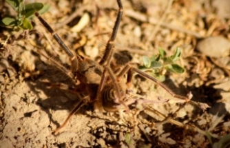 Hakkari'de et yiyen ‘Sarıkız’ örümceği görüntülendi