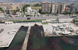 Bostanlı sahilinde deniz marulu temizliği