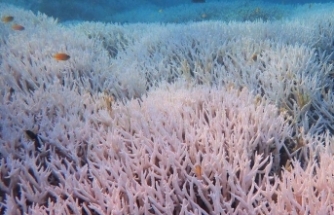 Dünya Dördüncü Kitlesel Mercan Resifi Ağarma Olayının Eşiğinde