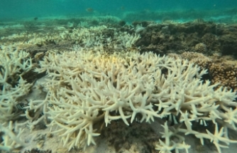 Bilim İnsanları Duyurdu: Mercan Resifleri Dördüncü Kez Ağardı