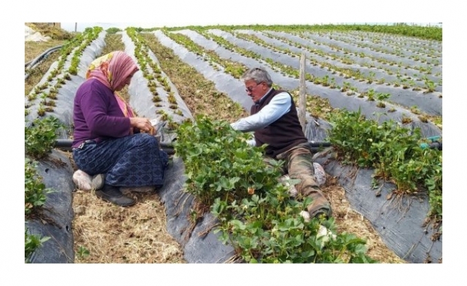 Dolu yağışından yayla çileği büyük zarar görmüş