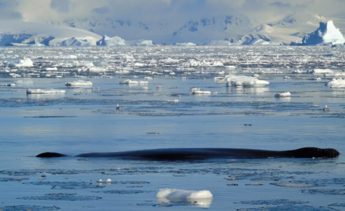 Eriyen Antarktika Buzu 2050’ye Kadar Derin Okyanus Akıntısının Yavaşlamasına Neden Olabilir