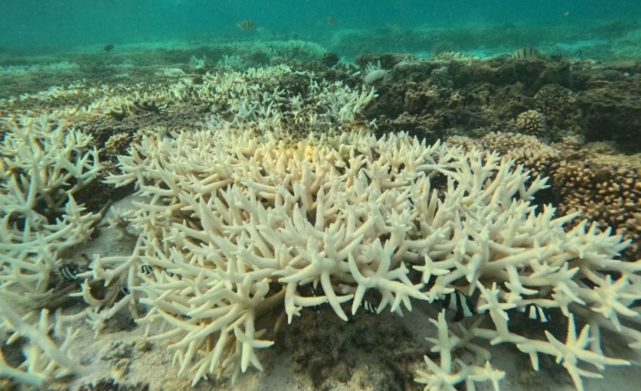Bilim İnsanları Duyurdu: Mercan Resifleri Dördüncü Kez Ağardı